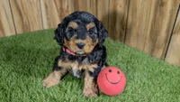 Honey Girl 3, a female Cavapoo for sale in Halfway, MO – 1 of 5