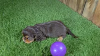 Boots Girl 3, a female Cavalier King Charles Spaniel for sale in Halfway, MO – 4 of 6