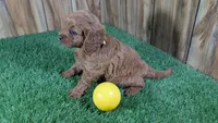 Harlow Girl 2, a female Cavapoo for sale in Halfway, MO – 4 of 5