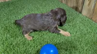 Donut Boy 2, a male Cavalier King Charles Spaniel for sale in Halfway, MO – 4 of 5