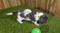 Pansy Boy 1, a male Miniature Dachshund for sale in Halfway, MO – 4 of 5