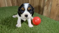 Hannah Girl 1, a female Cavalier King Charles Spaniel for sale in Halfway, MO – 2 of 5