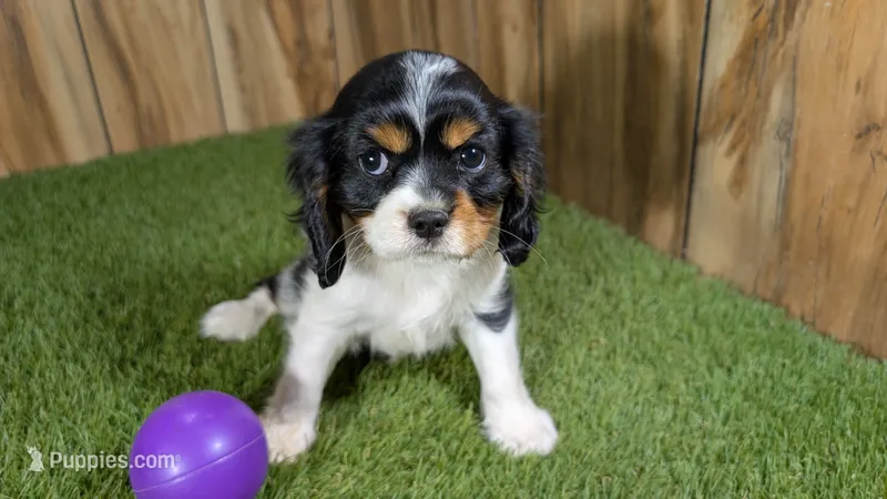 Gracie Girl 1 – Cavalier King Charles Spaniel puppy for sale in Halfway, MO