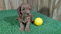 Fluffy Girl 2, a male Cavapoo and Poodle - Miniature  for sale in Halfway, MO – 4 of 5