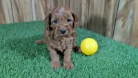 Fluffy Girl 2, a male Cavapoo and Poodle - Miniature  for sale in Halfway, MO – 1 of 5