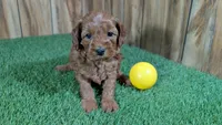 Fluffy Girl 2, a male Cavapoo and Poodle - Miniature  for sale in Halfway, MO – 2 of 5