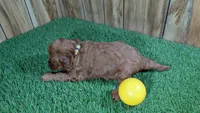 Fluffy Girl 2, a male Cavapoo and Poodle - Miniature  for sale in Halfway, MO – 3 of 5