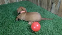 Tilly Girl 1, a female Miniature Dachshund for sale in Halfway, MO – 4 of 4
