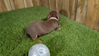 Tilly Boy 2, a male Miniature Dachshund for sale in Halfway, MO – 3 of 5