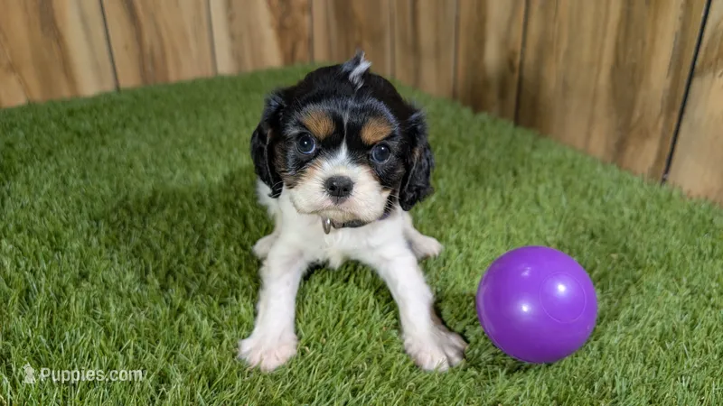 Boots Girl 2 – Cavalier King Charles Spaniel puppy for sale in Halfway, MO