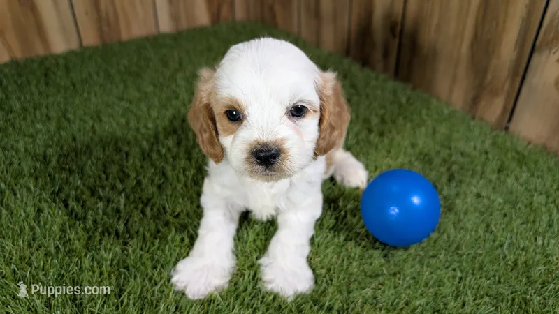 Lyla Boy 1 – Cavapoo puppy for sale in Halfway, MO