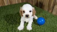 Lyla Boy 1, a male Cavapoo for sale in Halfway, MO – 1 of 5