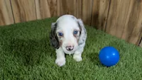 Pansy Boy 2, a male Miniature Dachshund for sale in Halfway, MO – 3 of 6