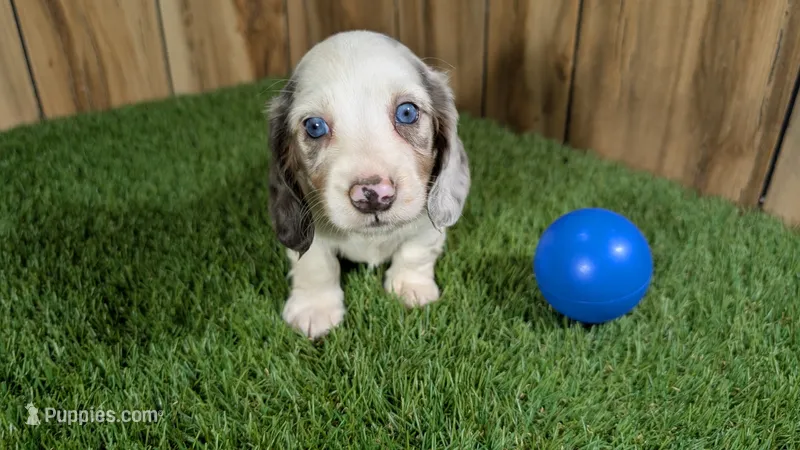 Pansy Boy 2 – Miniature Dachshund puppy for sale in Halfway, MO