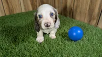 Pansy Boy 2, a male Miniature Dachshund for sale in Halfway, MO – 1 of 6
