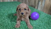 Baby Lisa Girl 1, a female Poodle - Miniature  for sale in Halfway, MO – 2 of 4