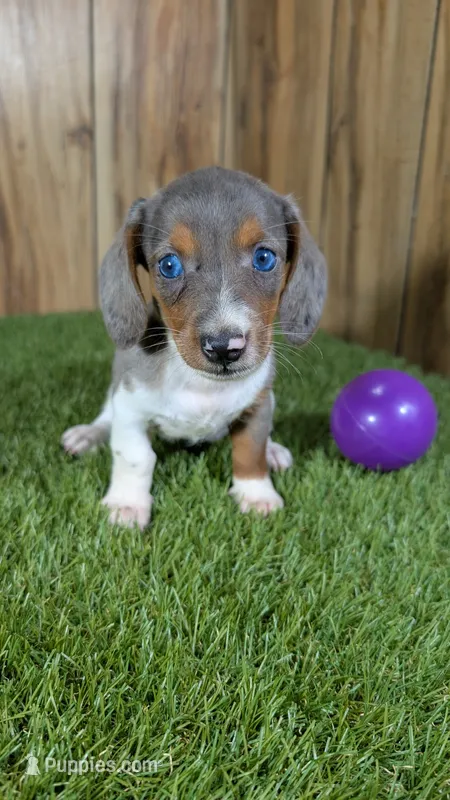 Cuties Girl 1 – Miniature Dachshund puppy on hold in Halfway, MO