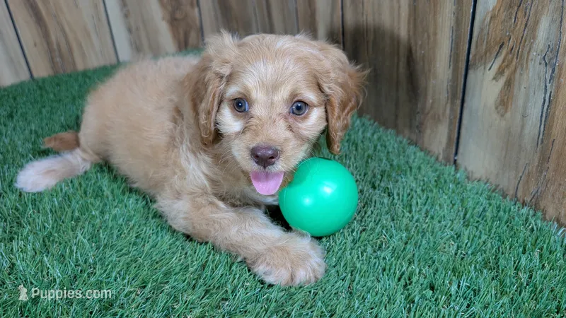 Lyla Boy 2 – Cavapoo puppy for sale in Halfway, MO