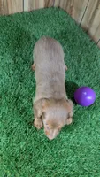 Cutie Girl 3, a female Miniature Dachshund for sale in Halfway, MO – 3 of 5