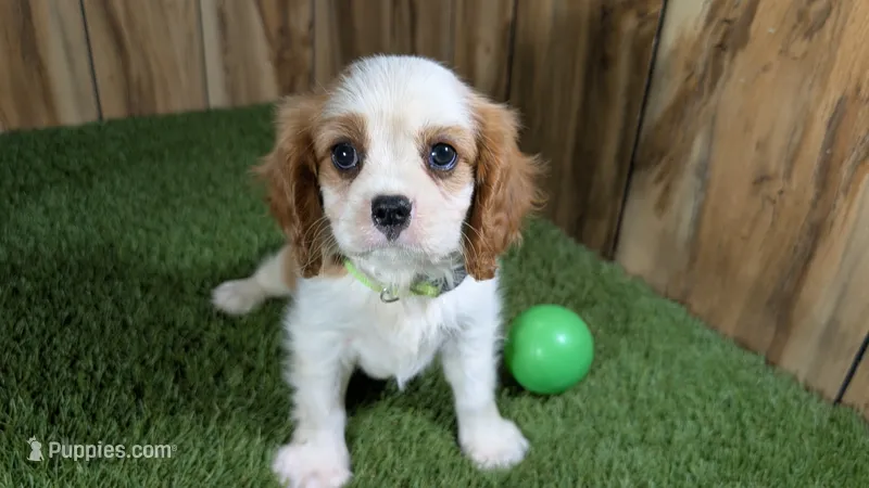 Beth Boy 2 – Cavalier King Charles Spaniel puppy for sale in Halfway, MO