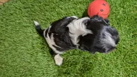 Gracie Girl 1, a male Cavalier King Charles Spaniel for sale in Halfway, MO – 3 of 5