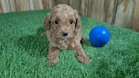 Baby Lisa, a male Poodle - Miniature  for sale in Halfway, MO – 3 of 5