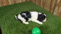 Missy Boy 4, a male Cavalier King Charles Spaniel for sale in Halfway, MO – 5 of 5