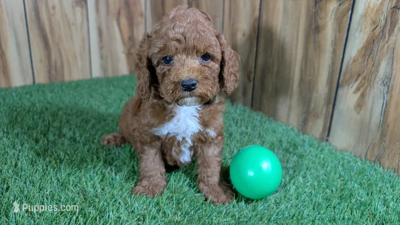 Lilac Boy 2 – Poodle - Miniature  puppy for sale in Halfway, MO
