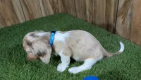 Sweetie Boy 4 AKC, a male Miniature Dachshund for sale in Halfway, MO – 5 of 5