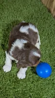 Hannah Boy 2, a male Cavalier King Charles Spaniel for sale in Halfway, MO – 3 of 6