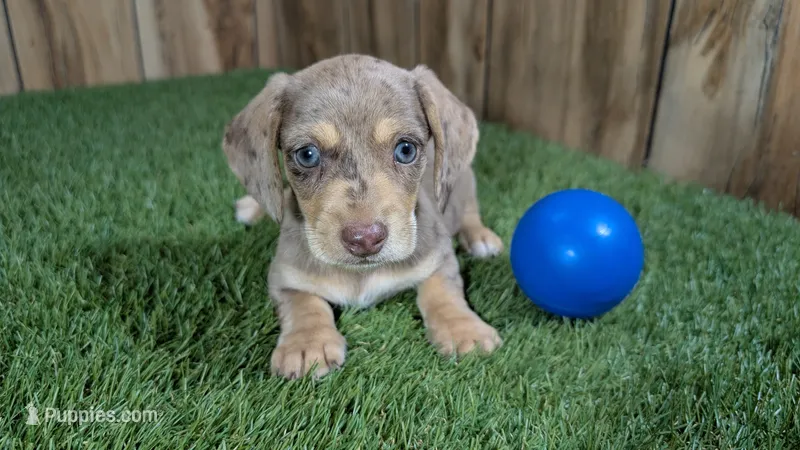 Raleigh Boy 1 – Miniature Dachshund puppy for sale in Halfway, MO