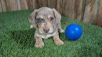 Raleigh Boy 1, a male Miniature Dachshund for sale in Halfway, MO – 1 of 4