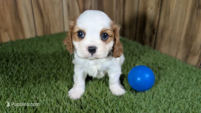 Carmella Boy 1 – Cavalier King Charles Spaniel puppy for sale in Halfway, MO