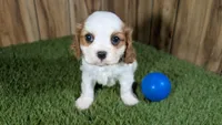 Carmella Boy 1, a male Cavalier King Charles Spaniel for sale in Halfway, MO – 1 of 5