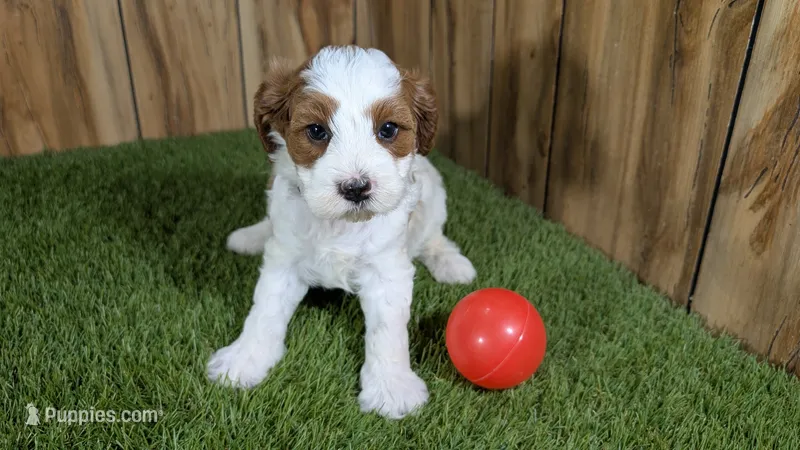 LaRae Girl 1 – Cavapoo puppy for sale in Halfway, MO