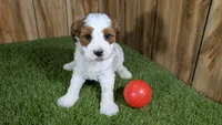 LaRae Girl 1, a male Cavapoo for sale in Halfway, MO – 1 of 4