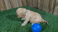 Kellee Boy 1, a male Cavapoo for sale in Halfway, MO – 4 of 4