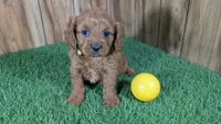 Harlow Girl 2, a female Cavapoo for sale in Halfway, MO – 1 of 5