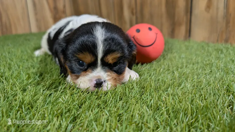 Hannah Girl 2 – Cavalier King Charles Spaniel puppy for sale in Halfway, MO