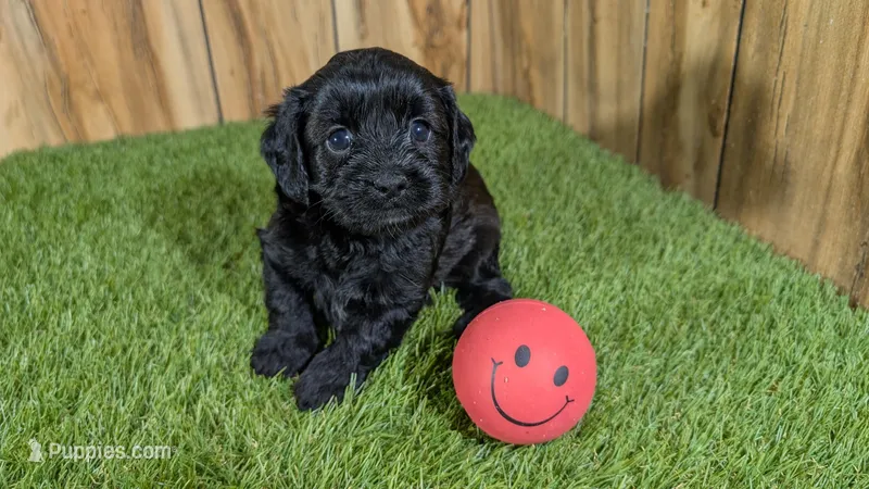 Splash Girl 1 – Cavapoo puppy for sale in Halfway, MO