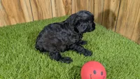 Splash Girl 1, a male Cavapoo for sale in Halfway, MO – Photo 5 of 5