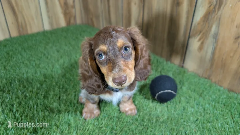 Sweetie Boy 6 AKC – Miniature Dachshund puppy for sale in Halfway, MO