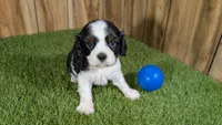 Gracie Boy 1, a male Cavalier King Charles Spaniel for sale in Halfway, MO – 2 of 5