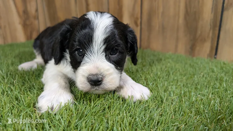 Mabel Boy 1 – Cavapoo puppy for sale in Halfway, MO