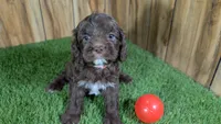 Honey Girl 1, a female Cavapoo for sale in Halfway, MO – 1 of 4