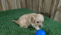 Kellee Boy 1, a male Cavapoo for sale in Halfway, MO – 2 of 4