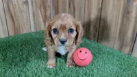 Diamond Girl 1, a female Cavalier King Charles Spaniel for sale in Halfway, MO – 3 of 5