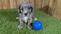 Splash Boy 2, a male Cavapoo for sale in Halfway, MO – Photo 2 of 4
