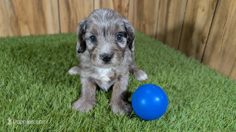 Splash Boy 2 – Cavapoo puppy for sale in Halfway, MO