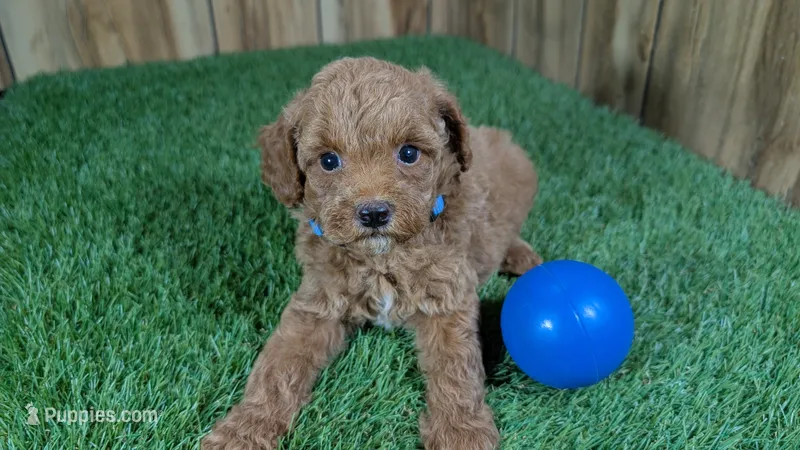 Baby Lisa – Poodle - Miniature  puppy for sale in Halfway, MO